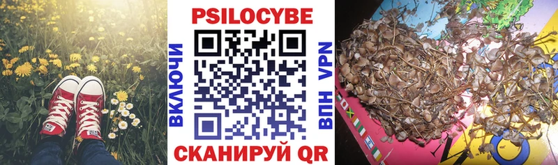Галлюциногенные грибы Psilocybe где продают наркотики Корсаков